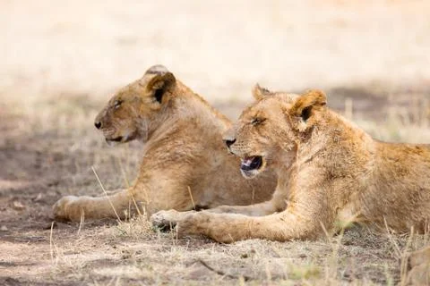 Two lions rests in the shadow Stock Photos