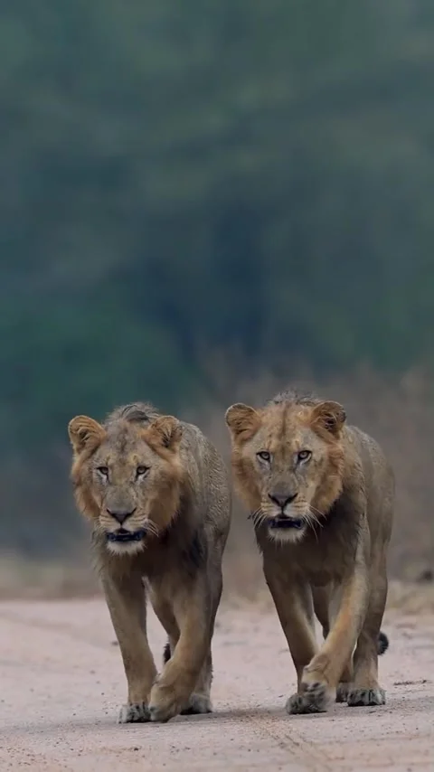 Two lions on the road Video stock 321260001