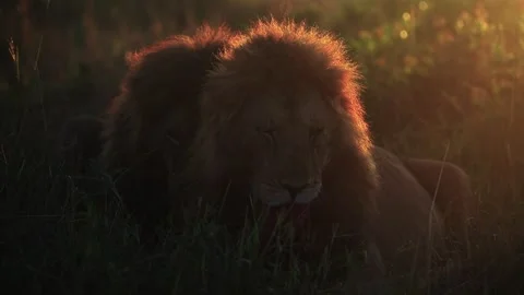 Two lions sitting side by side in the grass while growling and feeding on a kill Stock Footage 332155762