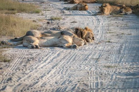 Two Lions sleeping on the road. Stock Photos