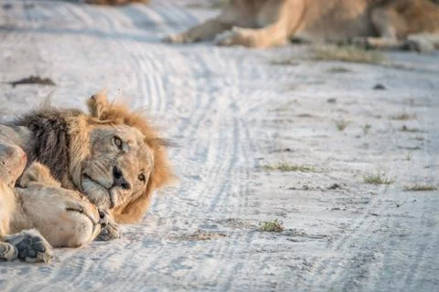 Two Lions sleeping on the road. Stock Photos