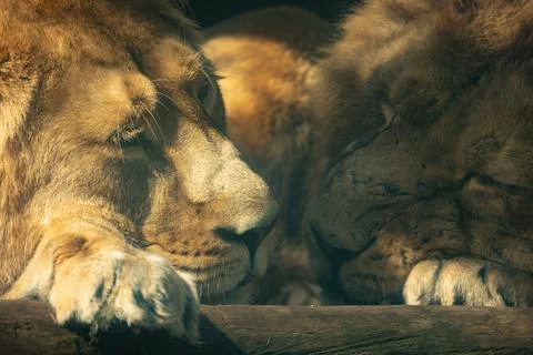 Two lions sleeping side by side in the sunshine	 Stock Photos
