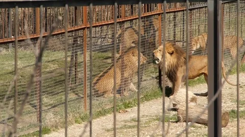 Two lions sort out a relationship through a grid Stock Footage 118972357