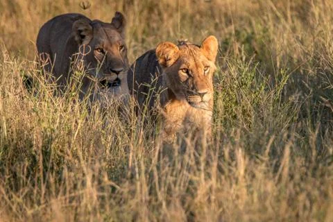 Two Lions walking in the grass. Stock Photos