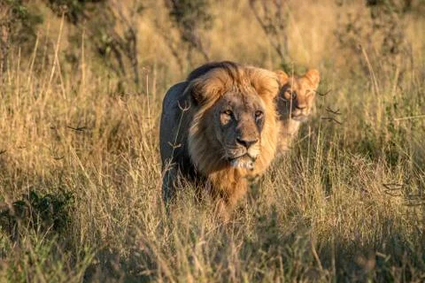 Two Lions walking in the grass. Stock Photos