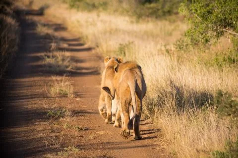 Two lions walking Stock Photos