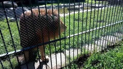 Two lions at zoo Stock Footage 162611707