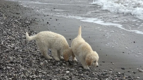 Two littermate puppies explore beach area near the wavy sea Stock Footage 127669520