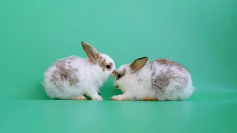 Two little adorable brown pattern rabbits eat vegetable together on green screen Stock Footage 116435121