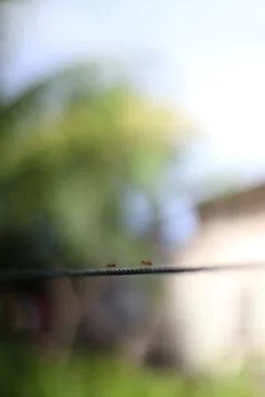 Two Little Ants Marching on a Thread, A Microscopic Adventure in the Macro .. Stock Photos