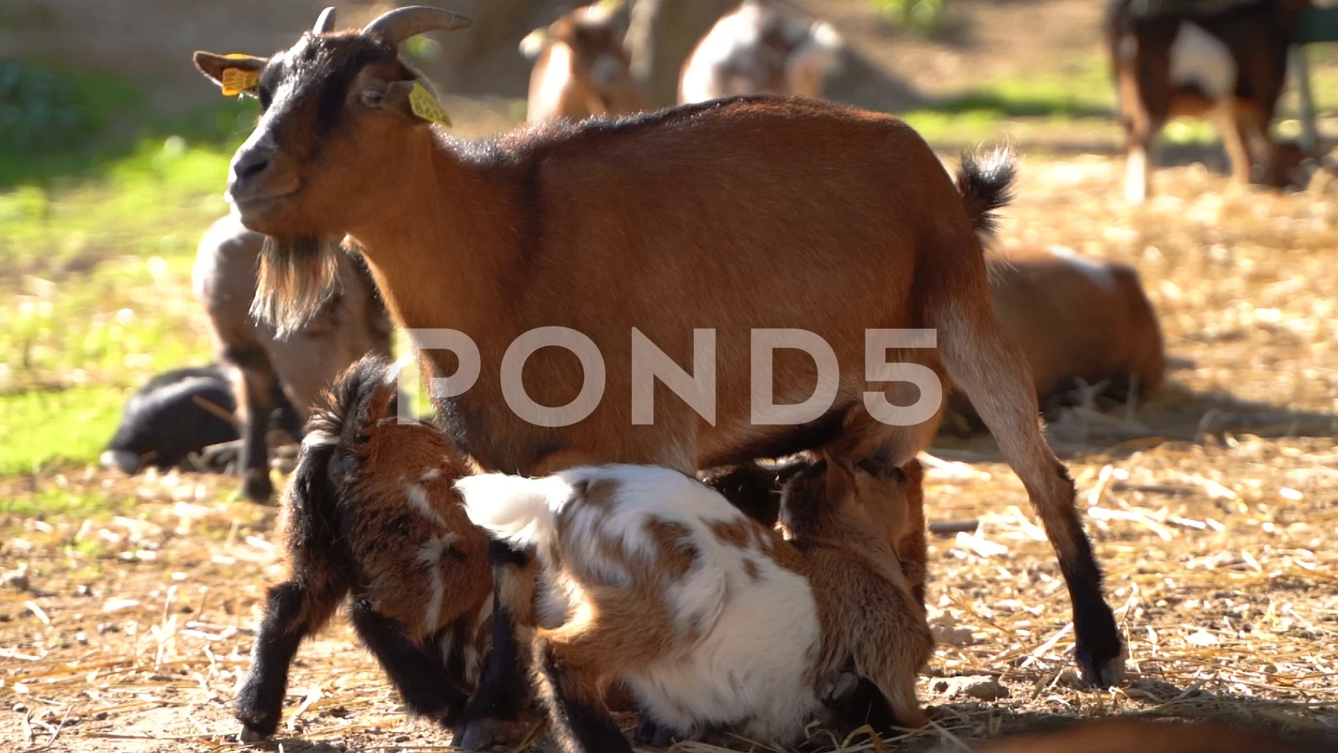 Woman Breastfeeding Goat