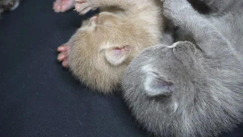 Two little blind kittens are playing lying on their backs. Stock Footage 119034637