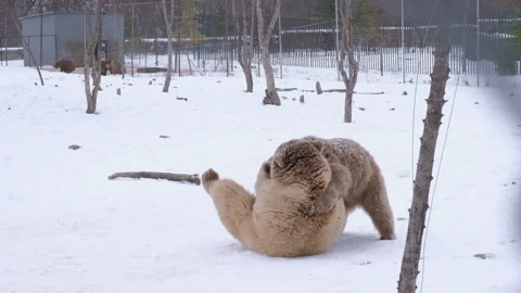 Two little brown bears playing with each other in wild animal shelter Stock Footage 236908875