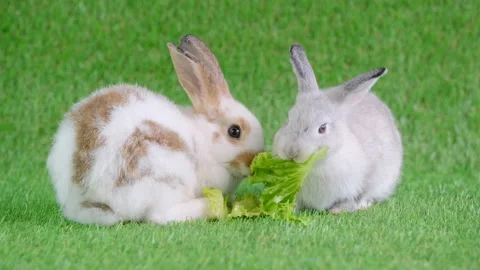 Two little brown pattern and gray rabbit stay on green grass and eat vegetables Stock Footage 139413764