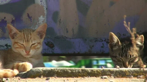 Two little cats Vidéo 789943