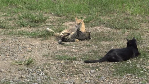Two little cats playing on the ground. 스톡 동영상 165282079