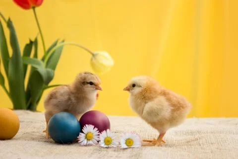 Two little chicken with Easter eggs Stock Photos