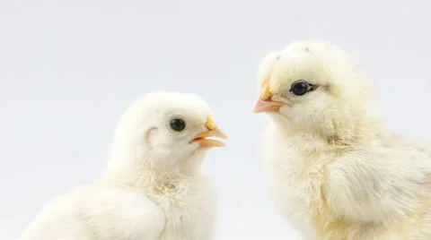 Two little chickens closeup Stock Footage 52263320