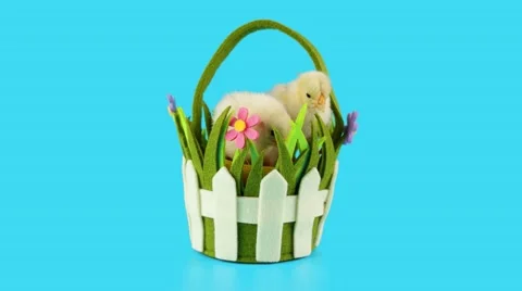 Two little chickens sits in the decorative basket, springtime Stock Footage 63165126