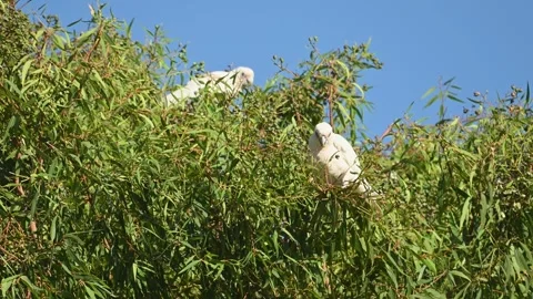 Two Little Corellas foraging in tree Vídeos de archivo 337000464