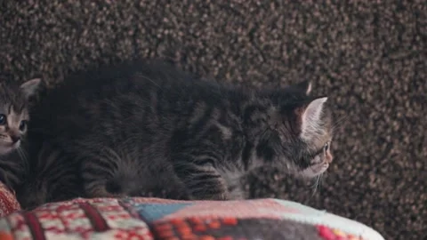 Two little curious kittens and a dog, first contact Video stock 167330025