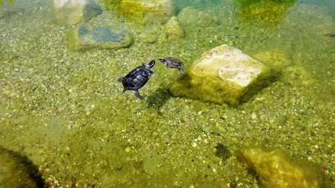 Two little cute aquatic turtles in decorative pond. Stock Footage 130193308