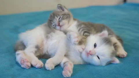 Two little cute kittens sleeping play on the bed. little cats play on the bed Stock Footage 128233079