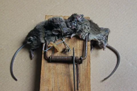 Two little dead mouse in trap on beige background. Selective focus Stock Photos