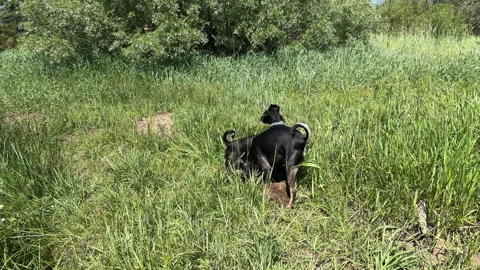 Two Little Dogs In The Grass Stock Footage 245840244