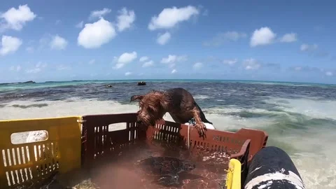 Two little dogs looking for turtles in a floating box on the sea at Stock Footage 161206348