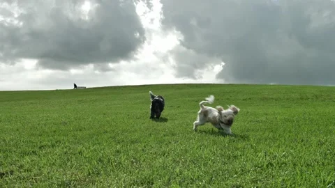 Two little dogs play on a grass hill slow motion fade 4K Stock Footage 196645786
