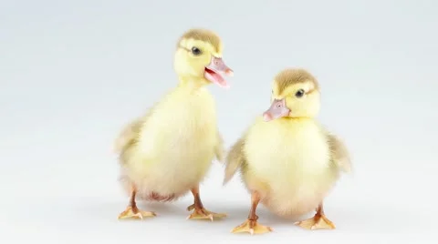 Two little ducklings in studio Stock Footage 52263989