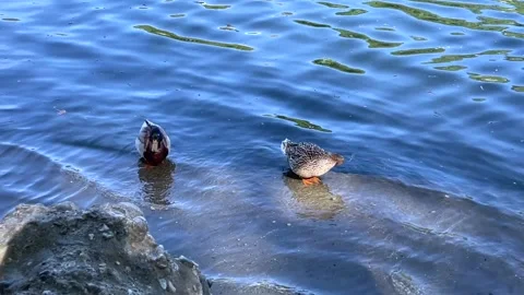 Two little ducks floating in the Po river in Turin Stock Footage 241414567