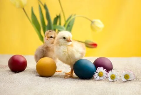 Two little Easter chicken Stock Photos