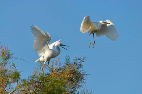 Two little egrets Stock Photos