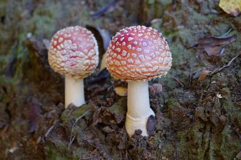 Two little fly agaric grows in soil Stock Photos