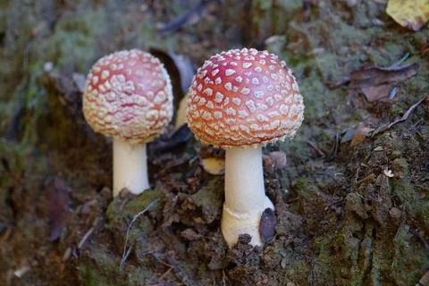 Two little fly agaric grows in soil 스톡 사진