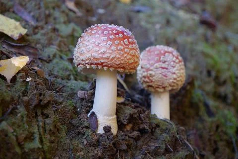 Two little fly agaric grows in soil 库存照片