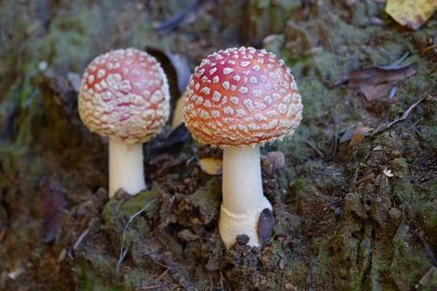 Two little fly agaric grows in soil Stock Photos