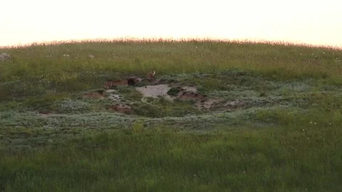 Two little foxies walking around cavern HD Stock Footage 134738341