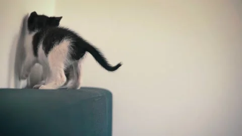 Two little funny kittens playing with each other Stock Footage 196242939