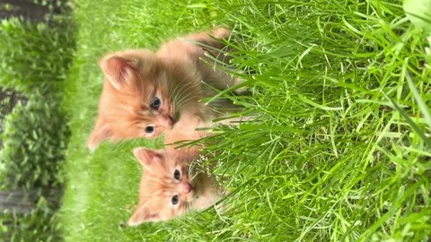 Two little ginger kittens sitting in the grass Stock Footage 158298940