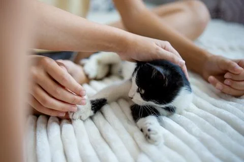 Two little girls are stroking and playing with a black and white kitten sit.. Stock Photos