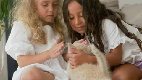 Two little girls playing with Scottish Fold kittens at home. Stock Footage 158226053