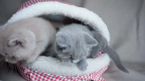 Two little gray kittens run away from the kethouse. Stock Footage 119784367