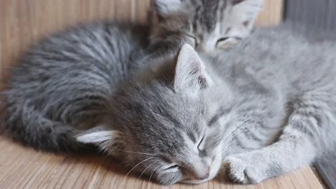 Two little gray kittens sleep buried in each other. Fluffy cats rest and relax Stock Footage 159220993