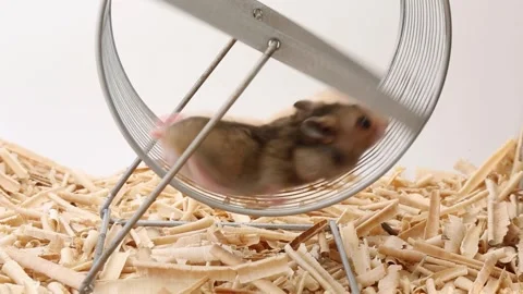 Two little hamsters are running on the wheel.Pets. Close-up. Stock Footage 253999128