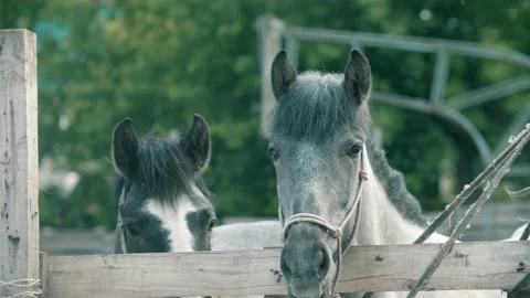 Two little horses standing in the paddock outdoors Stock Footage 135885690