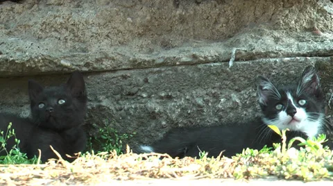 Two little kitten lying Stock Footage 36678323