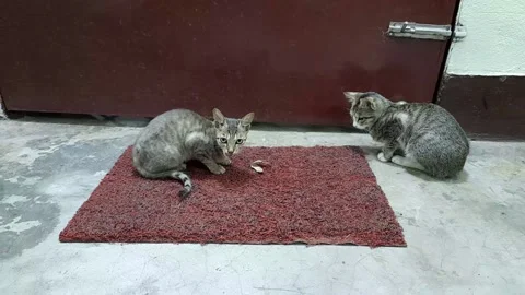 Two little kitten playing floor in India Stock Footage 211840061